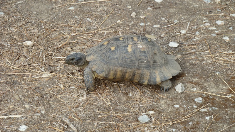 Agora tortoise 1.JPG